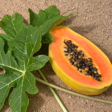 Nutzpflanze Papaya