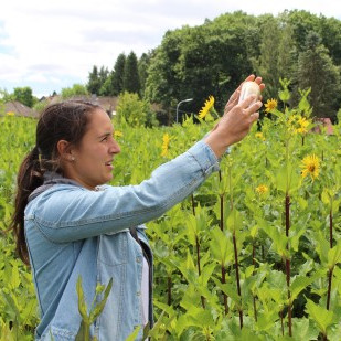 Untersuchungen zum Bestäuberspektrum auf der exotischen Silphie (Silphium perfoliatum) im Rahmen des Projektarbeiten im Invasionsmodul.